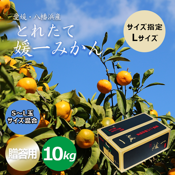【贈答用】とれたて媛一みかん