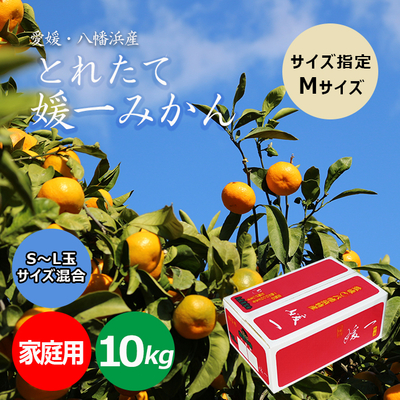 【送料無料　ご家庭用】愛媛産　赤レモン　約10ｋｇ1箱 広告】とれたて媛一みかん ご贈答用 黒箱（L玉）10Kg 小林果園 | 媛一
