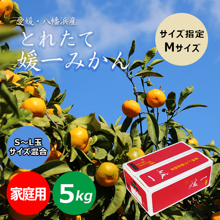 緑の箱のすごいみかん Lサイズ5000g 【公式通販】