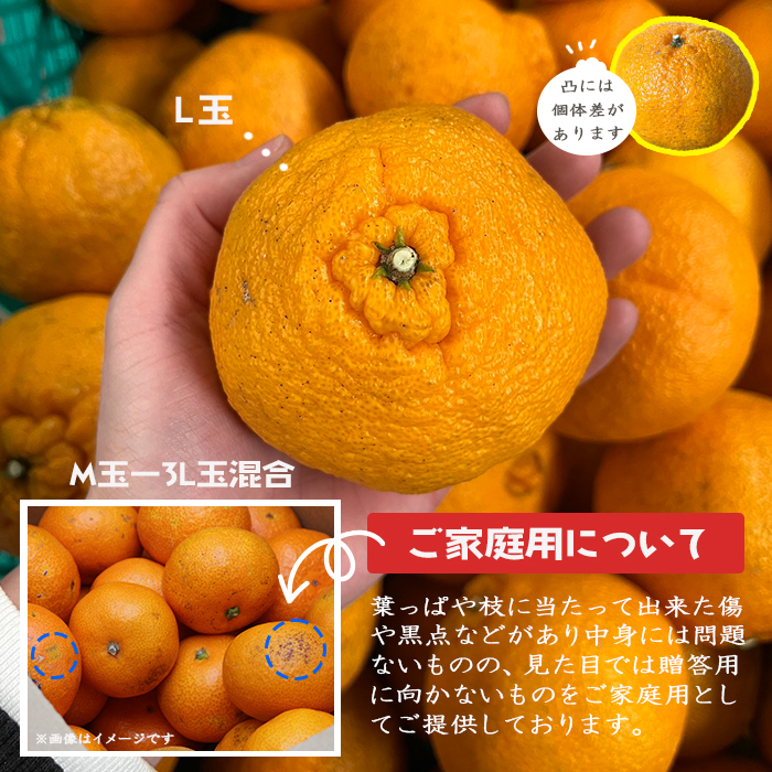 しらぬひ 約2.5kg＜家庭用＞ | 媛一お取り寄せ市場