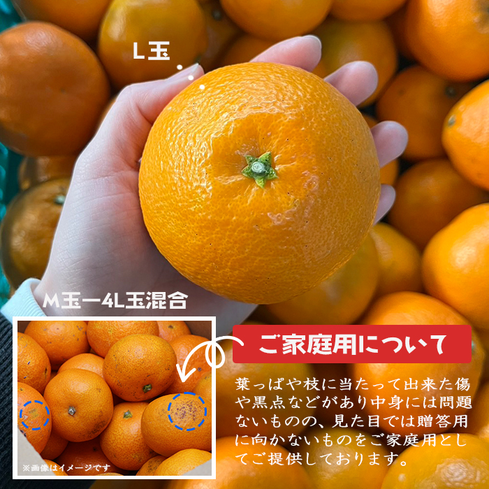 いよかん約2.5kg＜家庭用＞ | 媛一お取り寄せ市場