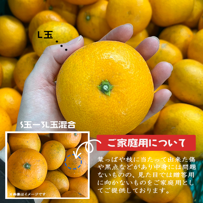 清見 約2.5kg＜家庭用＞ | 媛一お取り寄せ市場