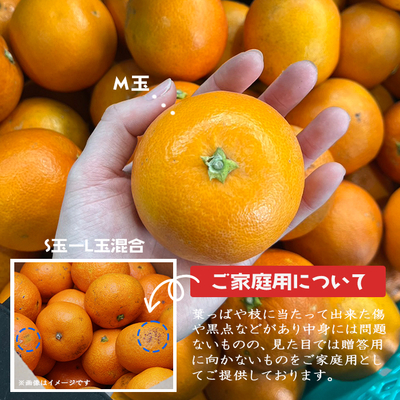 3月下旬頃～【ブラッドオレンジ（ご家庭用） 約2.5kg】小林果園