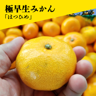 数量限定！極早生みかん「はつひめ」２kg