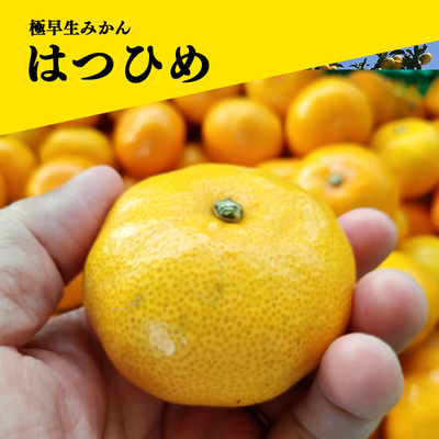 数量限定！極早生みかん「はつひめ」２kg