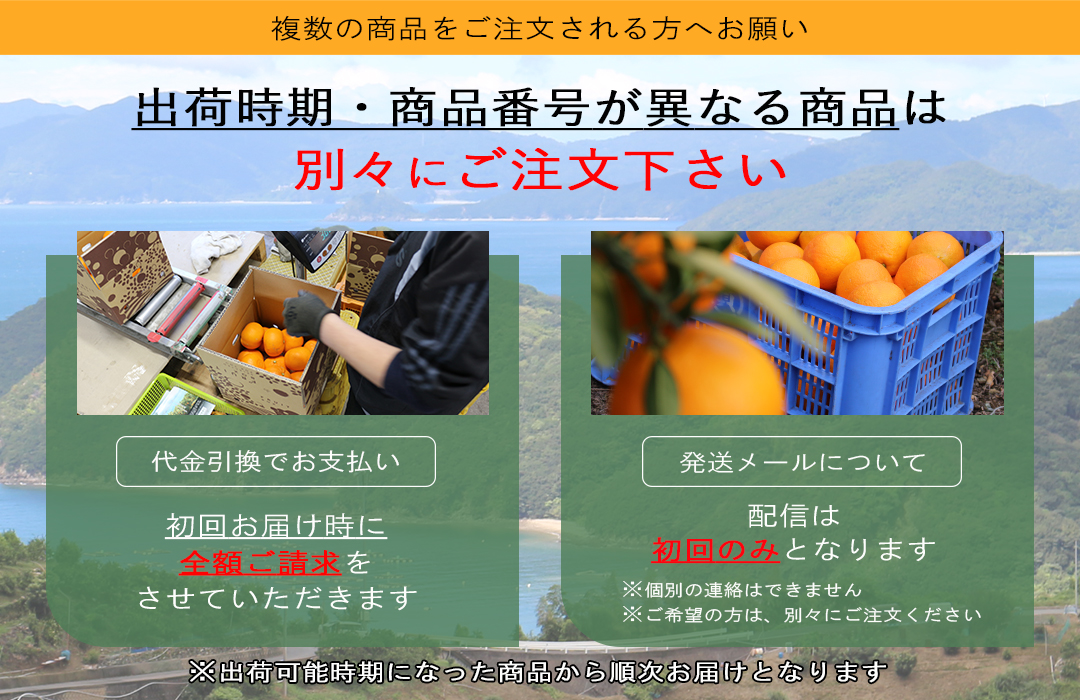 共選商品】千両 2S玉 10kg＜秀品＞ | 媛一お取り寄せ市場