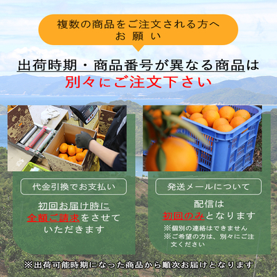 2月中旬頃出荷開始予定】せとか 約2.5kg＜贈答用＞ | 媛一お取り寄せ市場