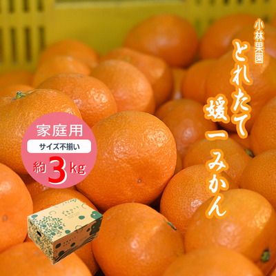 予約商品】とれたて媛一みかん サイズ混合 10kg＜ご家庭用＞ | 媛一お