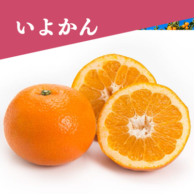 【１月下旬～2月中旬】いよかん約2.5kg＜家庭用＞