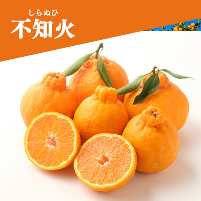 【2月中旬頃出荷開始予定】しらぬひ 約2.5kg＜家庭用＞