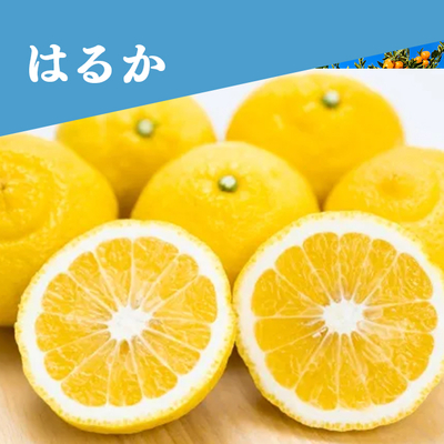 【2月中旬頃出荷開始予定】はるか 約2.5kg＜家庭用＞