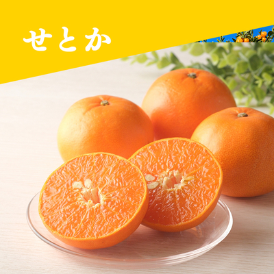 【2月中旬頃出荷開始予定】せとか 約２kg＜家庭用＞
