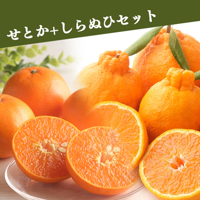 【2月中旬出荷開始予定】せとか+しらぬひセット　各1.5kg