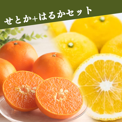 【2月中旬出荷開始予定】せとか+はるかセット　各1.5kg