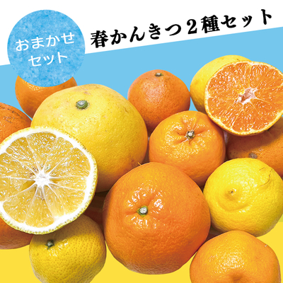 【2月上旬出荷開始予定】おまかせ春かんきつ２種セット　各1.5kg