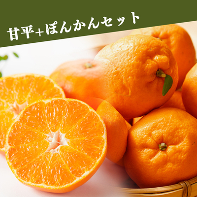 WEB限定【2月上旬出荷開始予定】甘平+ぽんかんセット　各1.5kg