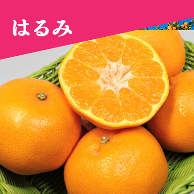 【1月下旬～2月中旬】はるみ 約2.5kg＜家庭用＞