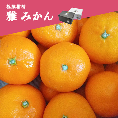 雅 温州みかん 4kg