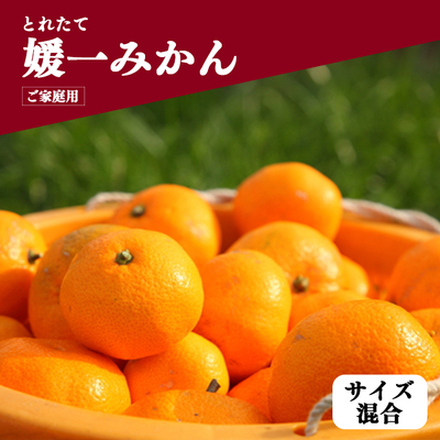 とれたて媛一みかん サイズ混合 3kg＜ご家庭用＞
