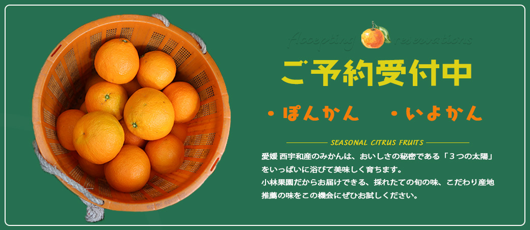2025-2026 予約受付中 | 媛一お取り寄せ市場