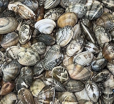 今だけ！あさり400g入りチューブを３つ