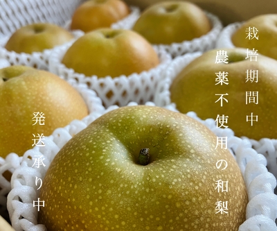 信州産　和梨(豊水)　大小混3kg入