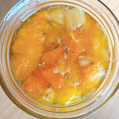 フルーツ酵素シロップ（せとか、八朔、不知火、レモン）