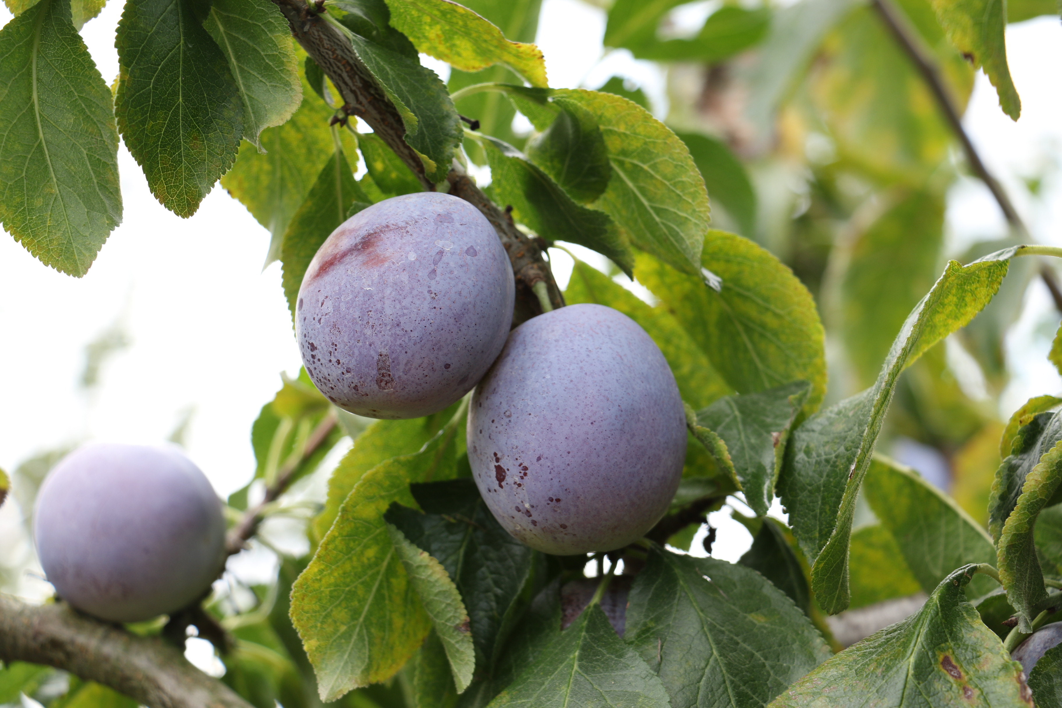 オータムキュート約4㎏！ オータムキュート（約2kg） | 高見澤プルーン園