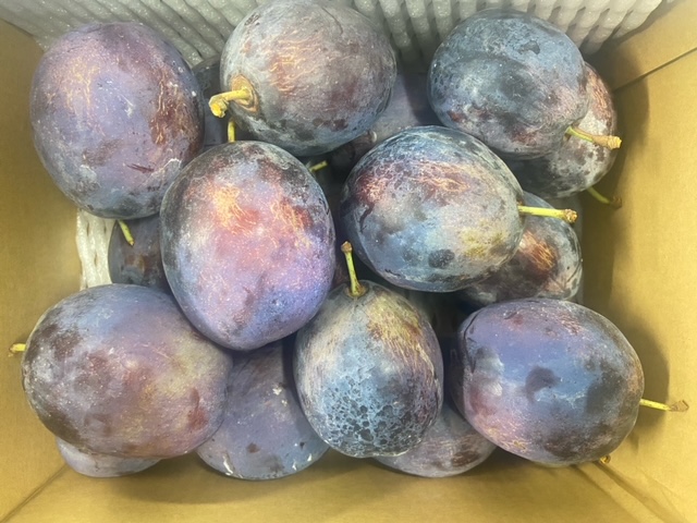 オータムキュート約4㎏！ オータムキュート（約2kg） | 高見澤プルーン園