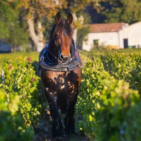 シャトー・レ・カルム・オー・ブリオン