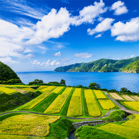 小浜酒造