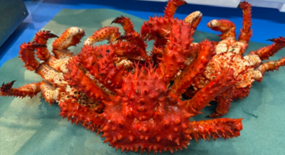 活 花咲ガニ｜500ｇ前後｜マルニ木下水産｜こだわりの釜茹で製法｜希少