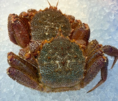 【5%引き】活 毛ガニ｜400ｇ前後｜マルニ木下水産｜こだわりの釜茹で製法｜1尾