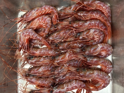 羅臼産　幻のブドウえび　1尾｜さとむら｜