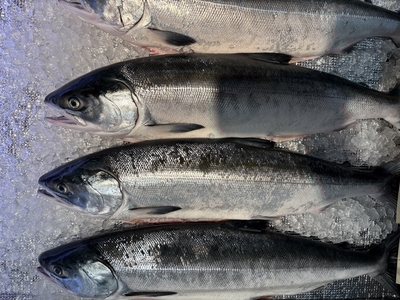 定置網ときしらず1尾 約2.5kg｜さとむら｜