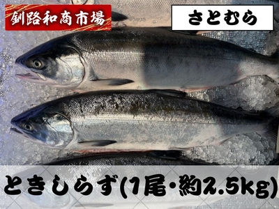 定置網ときしらず1尾 約2.5kg｜さとむら｜
