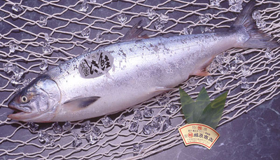 【5％引き】定置時知らず1尾(約3.2kg)　このチャンスに！※ｸﾘｯｸ後詳細あり