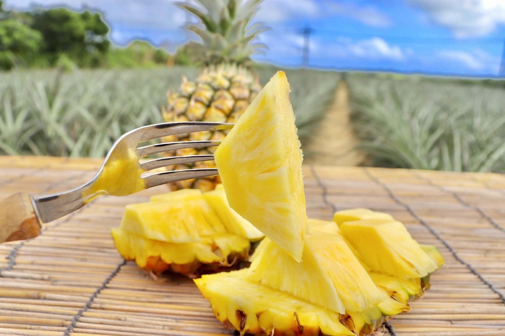 完売！！【石垣島産】極上パイナップル | エコチョク