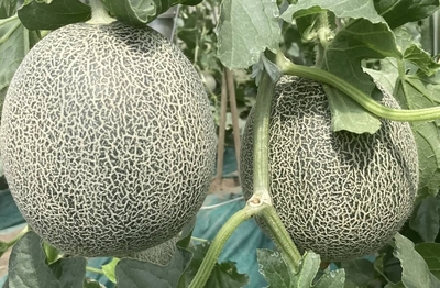 【千葉県産】丸南メロン4玉　数量限定！