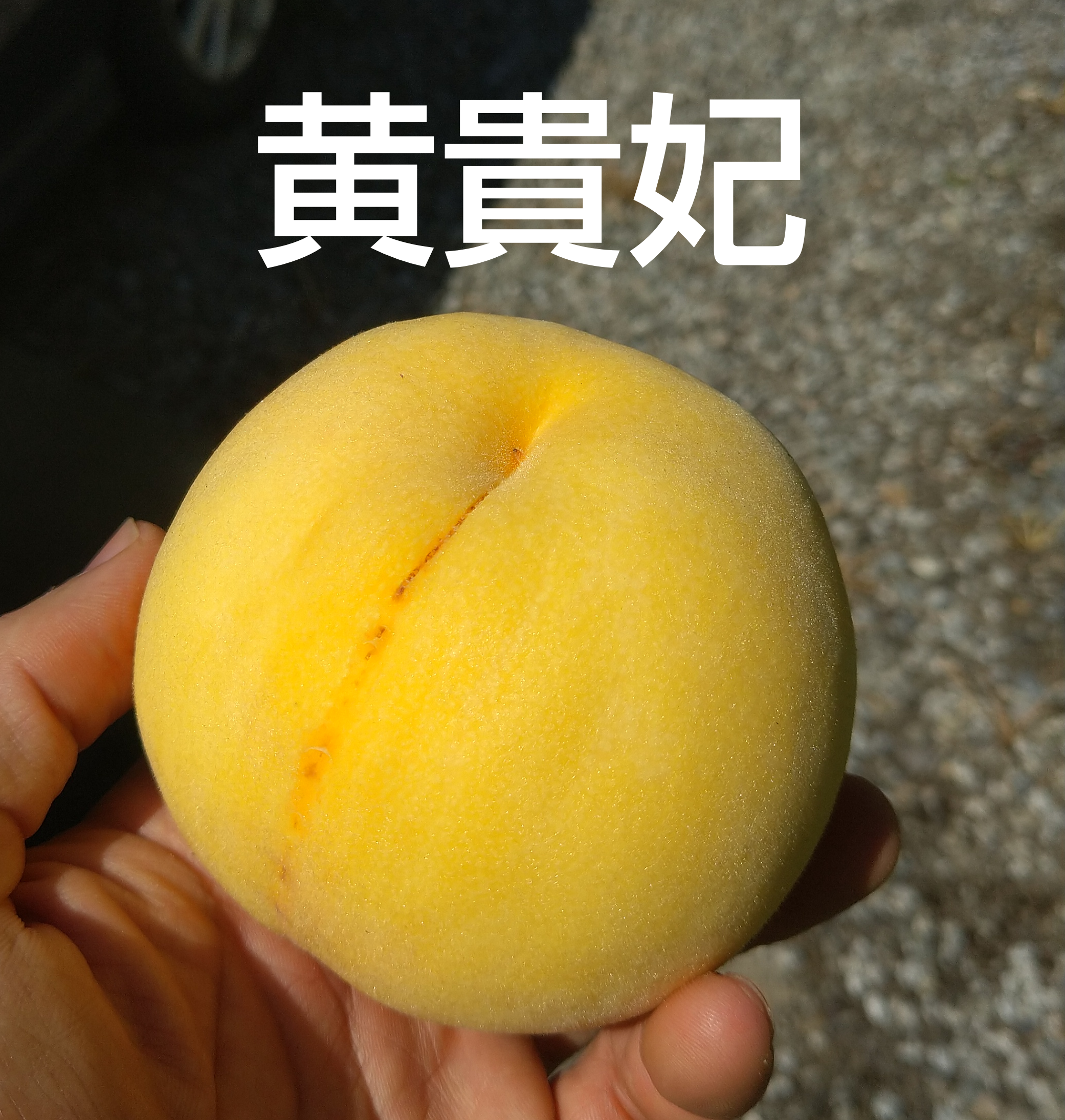 黄貴妃 5kg箱 Lサイズ | 力士桃園 福轟力