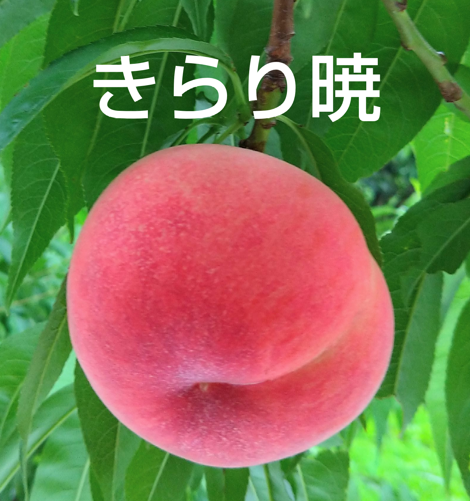 ももちゃん果樹園の桃　品種 暁星　5キロ箱×2 ワケあり 楽天市場】【ふるさと納税】＼選べる容量／【2026年出荷分先行