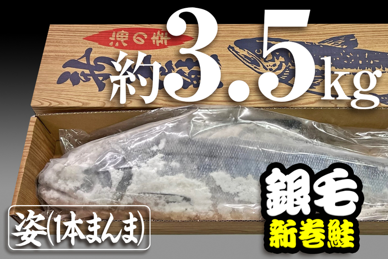 北海道オホーツク産「北隆丸」銀毛鮭（姿）約2.5kg／冷凍