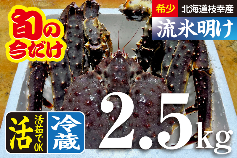 希少｜数量限定｜北海道枝幸産｜流氷明け｜活たらばがに（冷蔵）｜5.5
