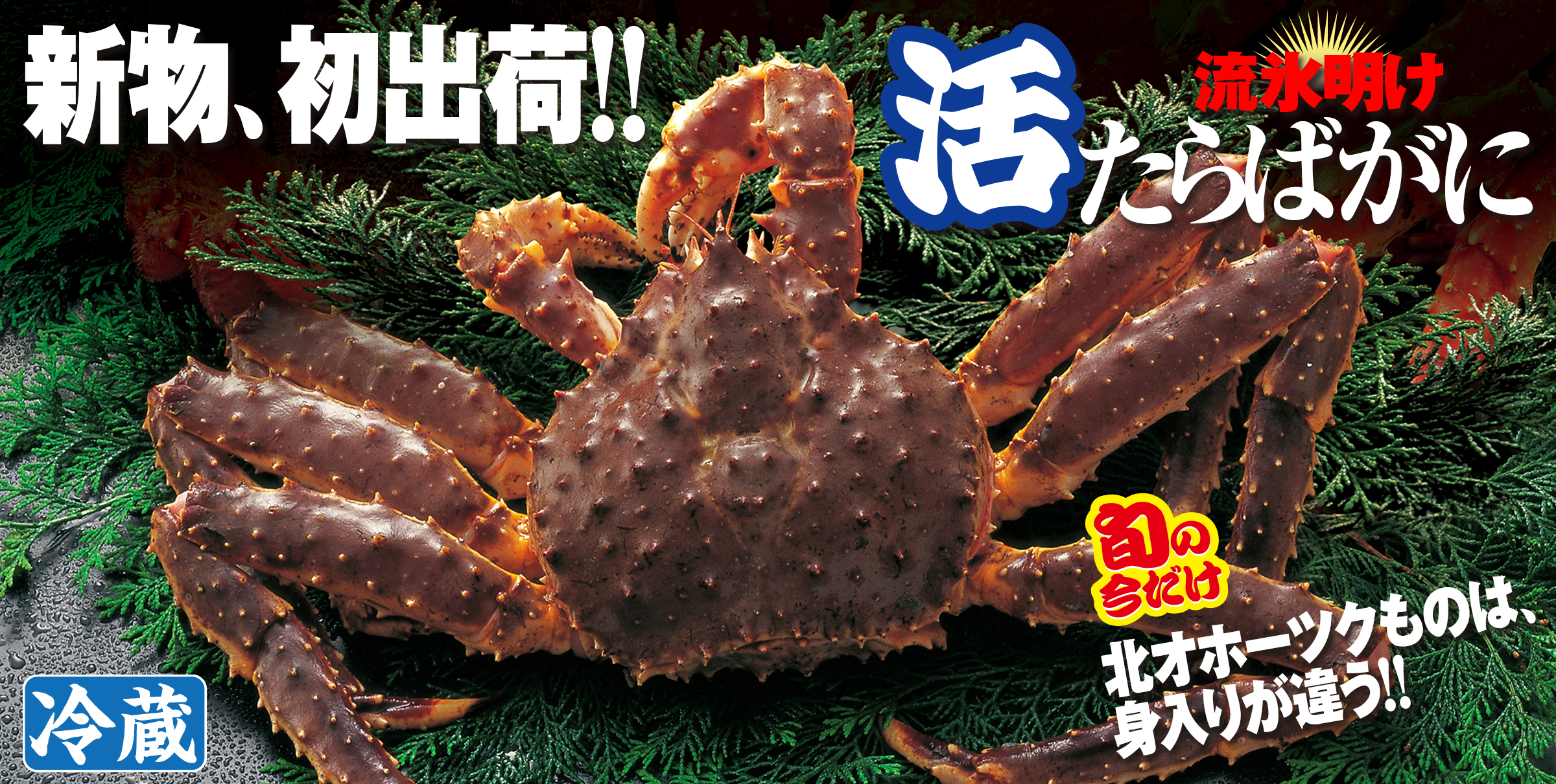 希少｜数量限定｜北海道枝幸産｜流氷明け｜活たらばがに（冷蔵）｜3.5