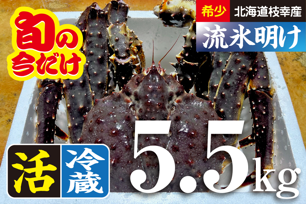 希少｜数量限定｜北海道枝幸産｜流氷明け｜活たらばがに（冷蔵）｜5.5