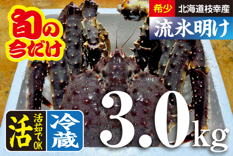 希少｜数量限定｜北海道枝幸産｜流氷明け｜活たらばがに（冷蔵）｜5.5