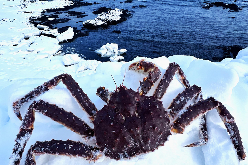 希少｜数量限定｜北海道枝幸産｜流氷明け｜活たらばがに（冷蔵）｜5.5