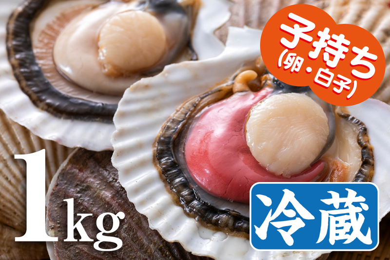 北海道の漁師から直送！活青ツブ貝5kg　オホーツク枝幸から2 北海道オホーツク産「活」青つぶ貝5kg／冷蔵｜オホーツク活魚