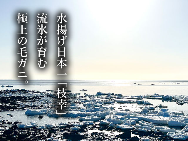 水揚げ日本一。流氷が育てた「極上」の毛ガニ