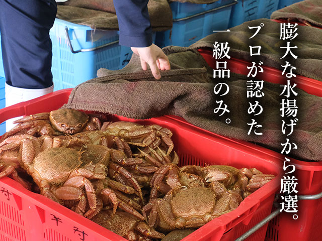 水揚げされた毛蟹をさらにプロ目利きで厳選